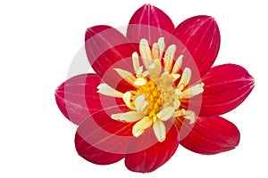 Single red Dahlia flower, isolated