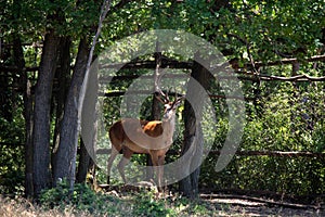 Single Red deer or Cervus elaphus