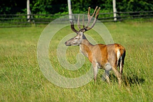 Single Red Deer, Cervus elaphus, feeding in a wildlife park in Masuria region in Poland