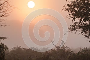 Single Red Deer stag Cervus elaphus displaying at sunrise