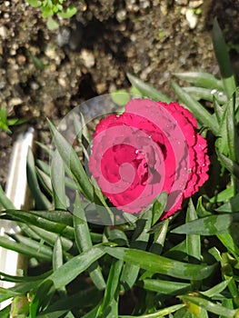 A single red Dianthus Clavel with dew drops. Un clavel rojo con gotas de rocÃÂ­o photo