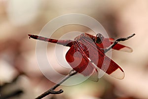 Single red dragonfly with red wings and long red tail