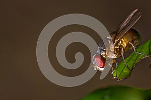 Single red eyed fly on a leaf