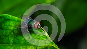 Single red eyed fly macro close up shot