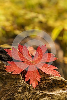 Single red fall leaf on a log with yellow and gold blurred background