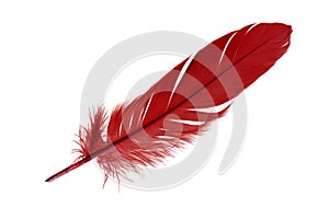 Single red feather bird isolated on white background
