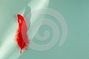 Single red feather on mint green background