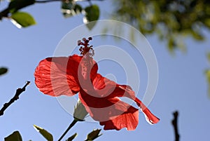 Single red flower