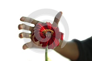 A single red flower head and a man fingers shadow in the background trying to reach the flower. Gerbera daisy flower, a perennial photo