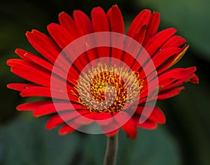 a single red flower is shown with leaves in the background