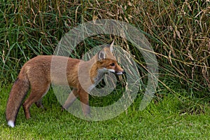 Single Red Fox (Vulpes vulpes Canidae)