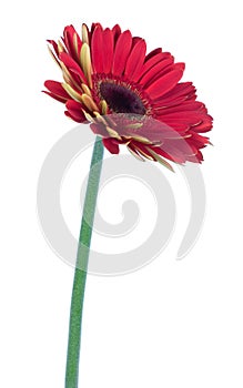 Single red gerbera flower