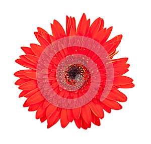 Single red gerbera flower