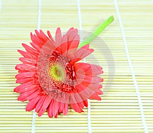Single red gerbera flower