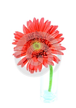 Single red gerbera flower