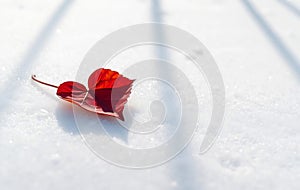 Single Red Heart Leaf on Snow