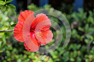 Single Red Hibiscus Flower on Green