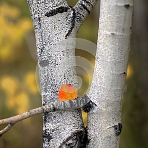 Single red leaf on Aspen Birch tree white trunk texture in fall autumn