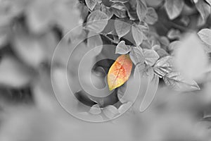 Single red leaf with black and white background