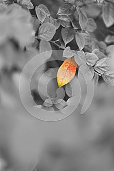 Single red leaf with black and white background