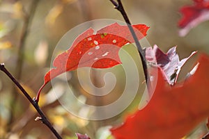 A single red leaf blowing in the autumn wind