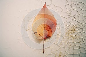 a single red leaf on a cracked wall