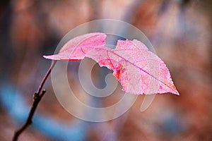 Single red leaf hangs precariously from a thin branch, displaying signs of decay and rot