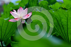 Single red lotus flower with green leaves