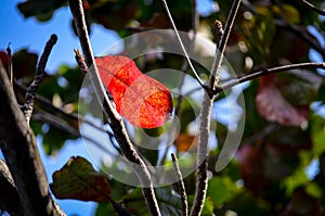 Single red mangrove leave against sunlight