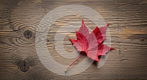 A single red maple leaf (Acer