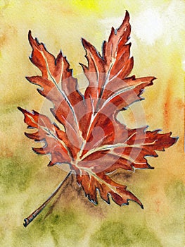 Single red maple leaf with as a symbol of autumn on yellow background