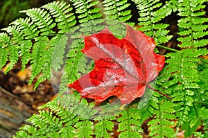 A Single Red Maple Leaf on a Fern