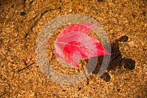 Single red maple leaf floating in water during fall season