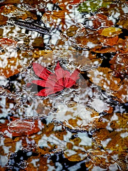 Single red maple leaf in pool