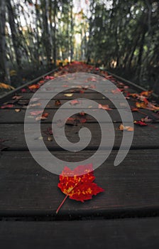 Single Red Maple Leaf on Trail photo