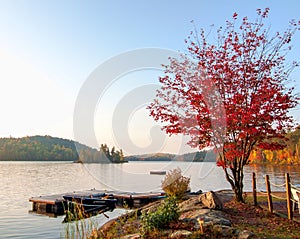 Single Red Maple Tree Next To Lake Dock