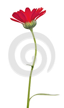 Single red marigold flower isolated on white