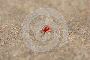 Red mite on concrete