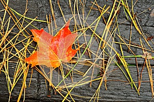 A Single Red and Orange Maple Leaf