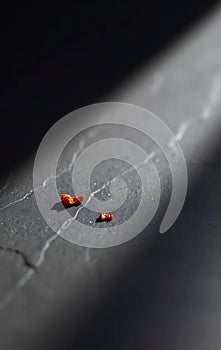 Single Red Pepper Flake on Slate