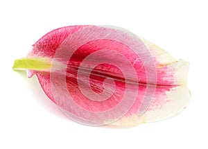 A single red petal of lily