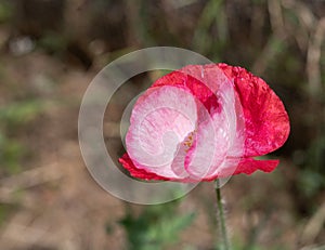 Single red pink white poppy flower with delicate petals.