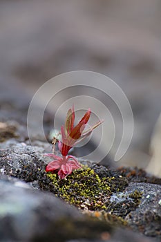 Single red plant growing on meager stone