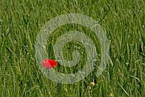 Single red poppiy in a green wheat field in flanders Papaveraceae