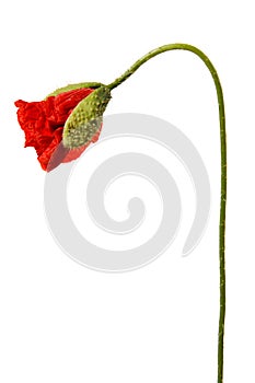 Single red poppy bud isolated on white