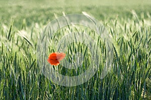 Single red poppy among cereals