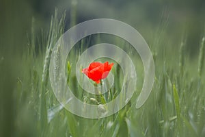 Single red poppy flower