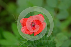 Single red poppy flower on blur green background close-up view