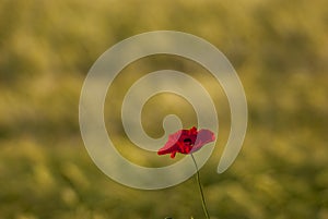 Single red poppy flower in cereal field at sunset with selective