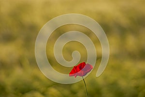 Single red poppy flower in cereal field at sunset with selective